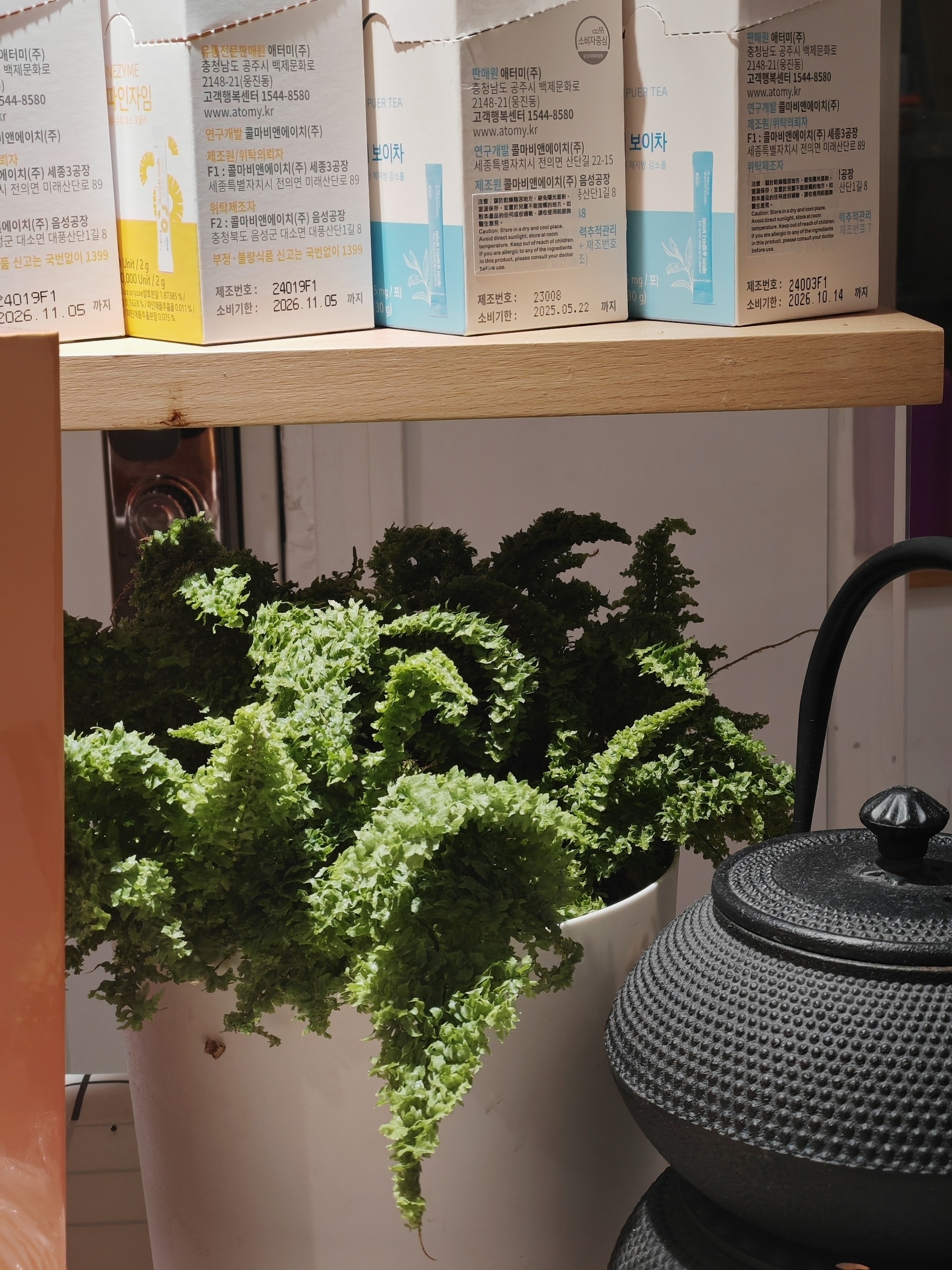 A green leafy plant in a white pot sits next to a black teapot on a shelf with cartons lined up behind it.
